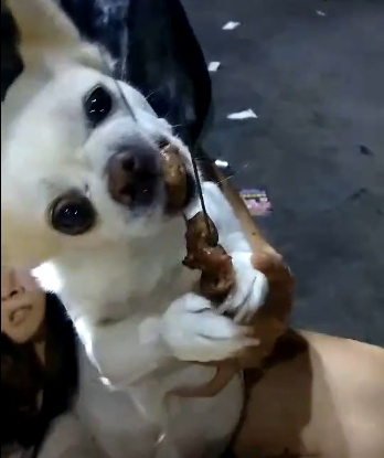 主人心情不好,狗狗陪着撸串,吃起烧烤来有模有样的