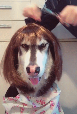 主人给阿拉斯加带上假发,精心梳理,第二天起床假发全乱了