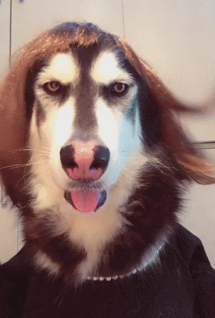 主人给阿拉斯加带上假发,精心梳理,第二天起床假发全乱了