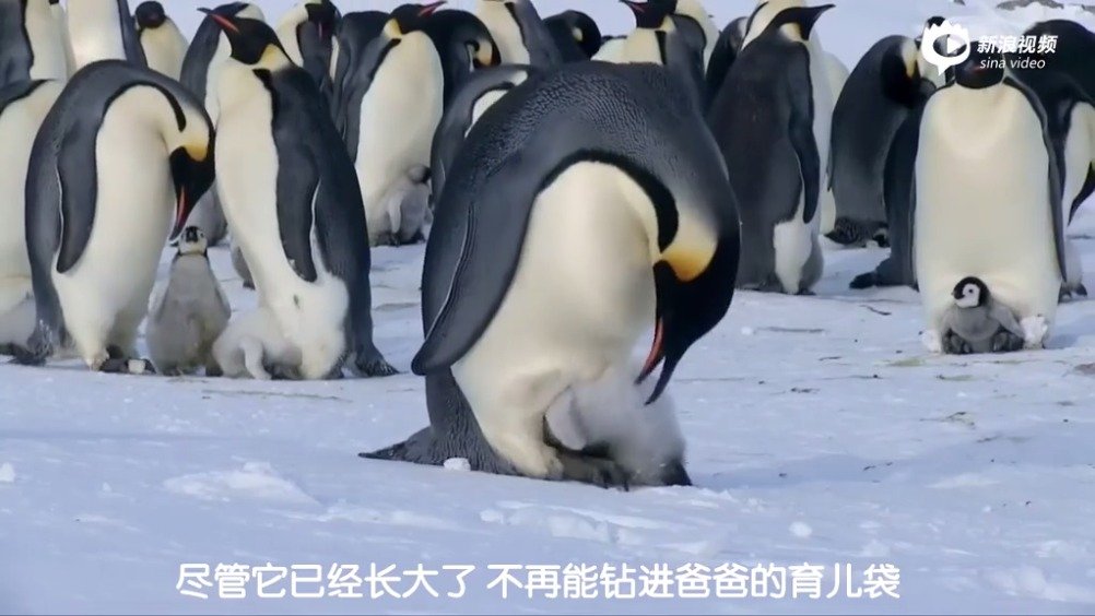 小企鹅挤不进爸爸的育儿袋,场面一度十分尴尬.