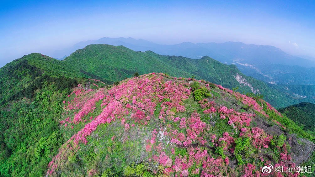 金寨长岭摸云山尖海拔一千二百多米杜鹃花还有几天怒放