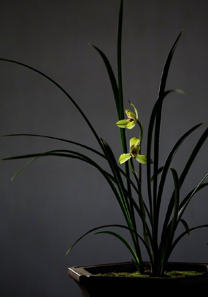 充佩韦,袅袅独立众所非 幽兰花,为谁好,露冷风清香自老 着色兰 明张羽