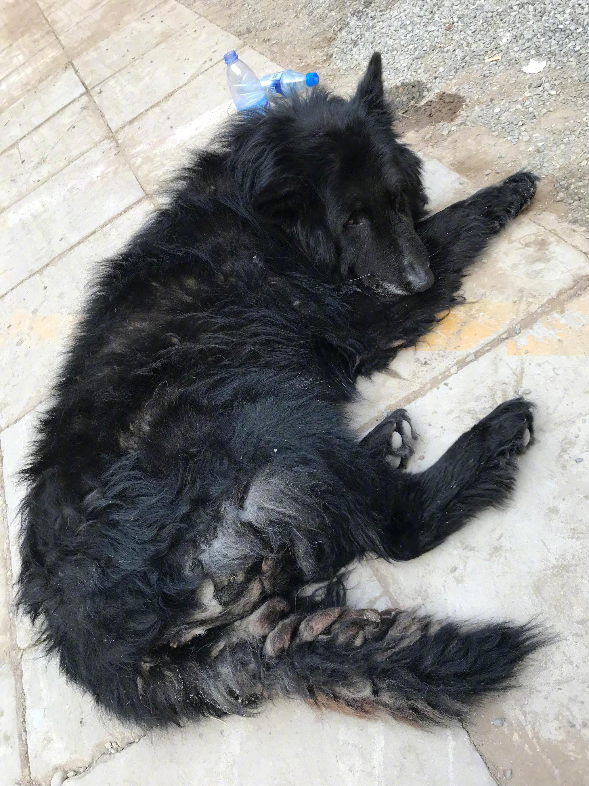 谁家的狗狗丢了