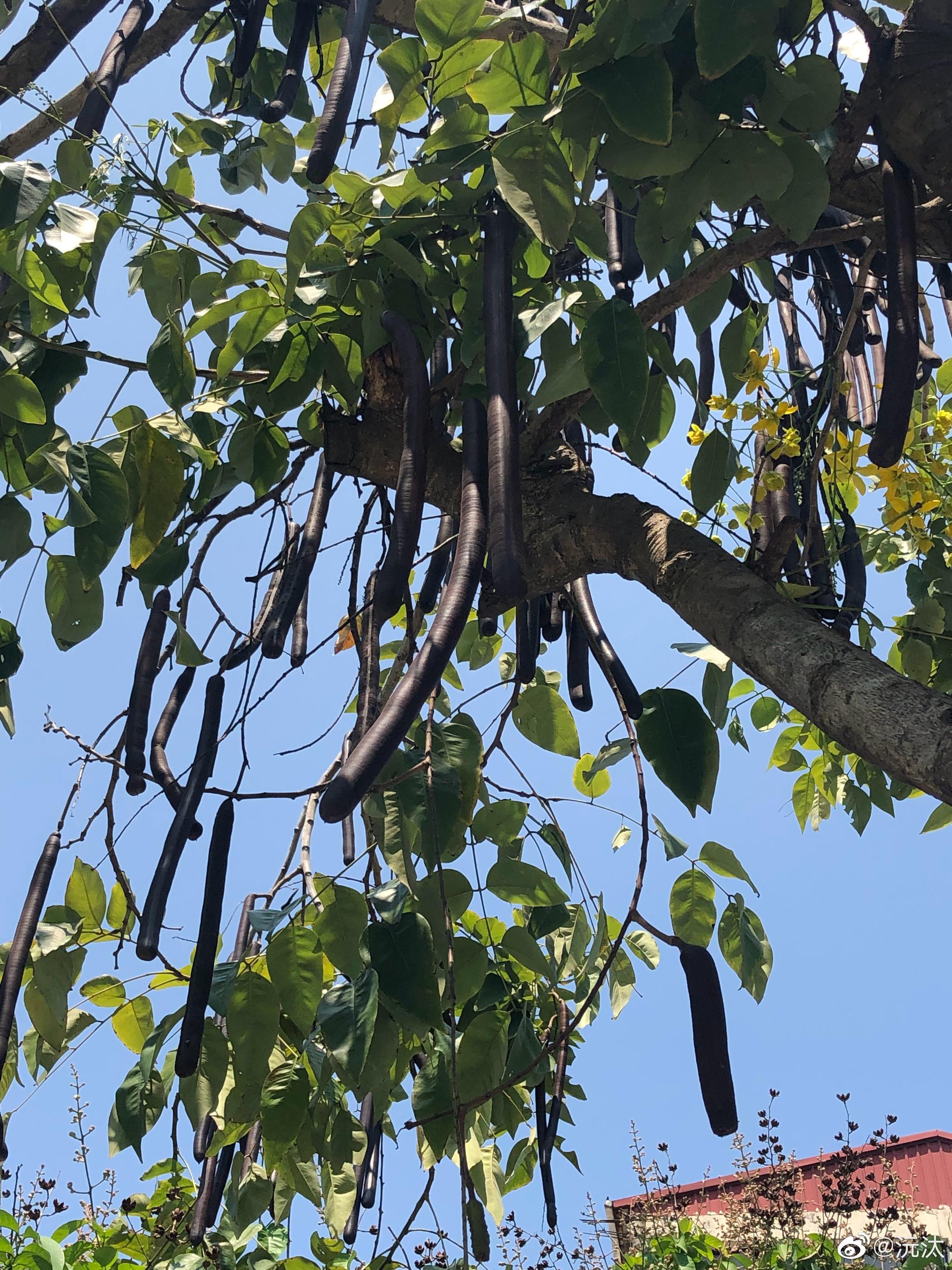 艋舺公园有种神奇的植物,图1,2,3香肠树