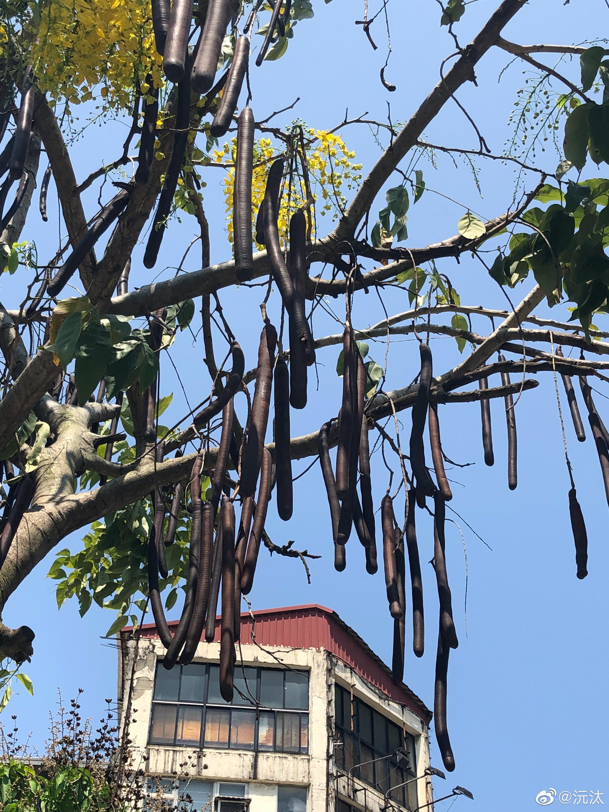 艋舺公园有种神奇的植物,图1,2,3香肠树