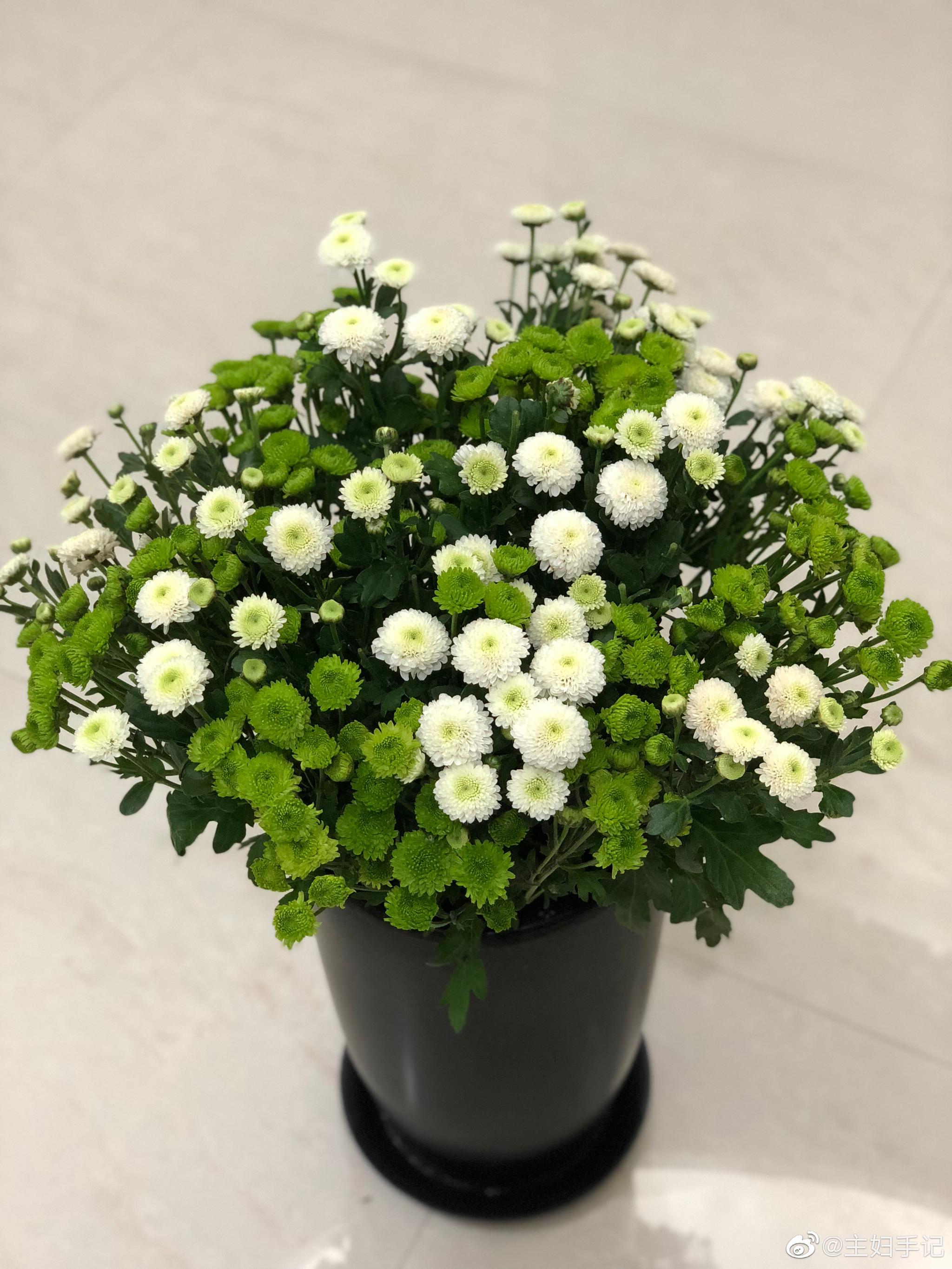 雏菊,花语是"圣洁,隐藏的爱",将此花送给别人