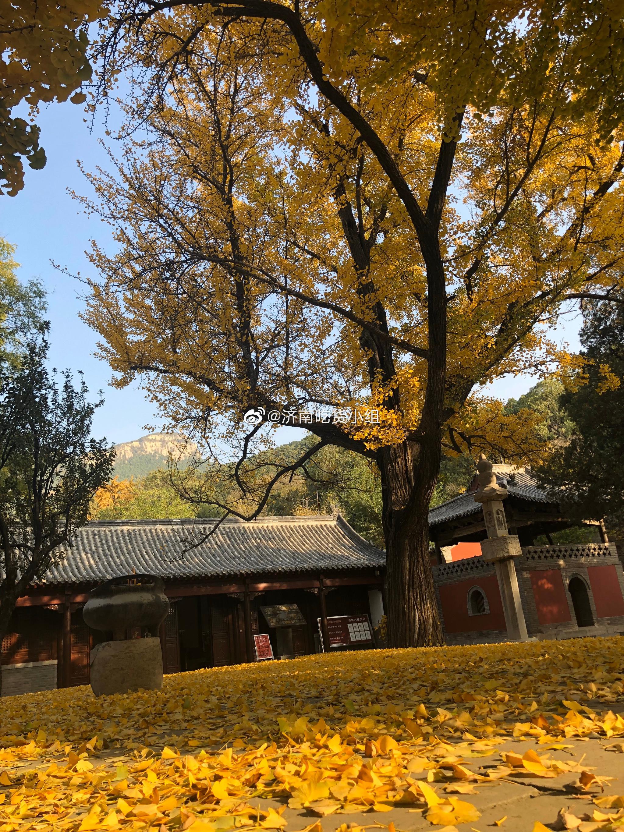 这个季节的灵岩寺有多美?你萌感受一下