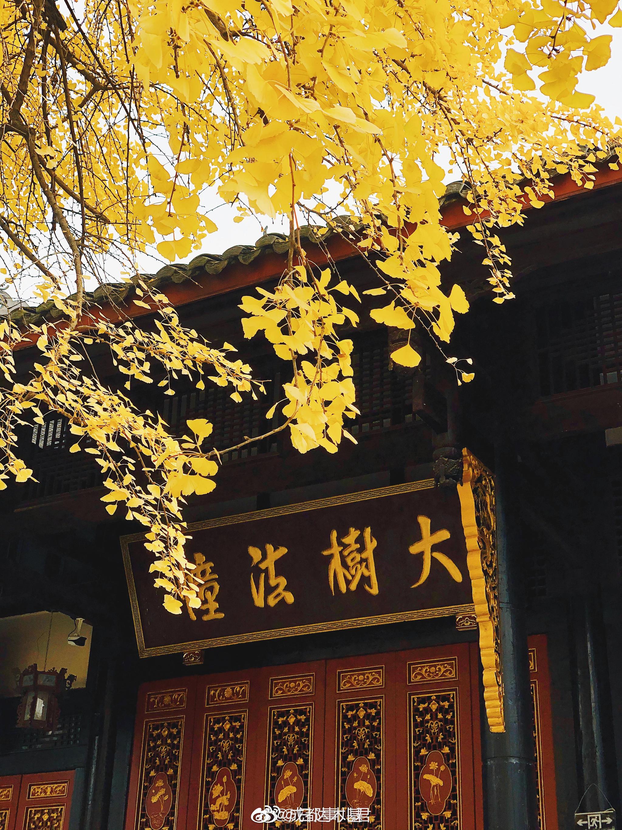 千年古刹大慈寺,百年银杏黄灿灿!今年你来成都大慈寺看银杏了吗