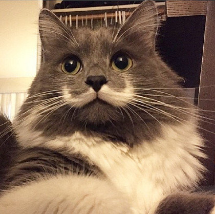 ins上一只自带帅气八字胡的猫,图⑨你是在看猫片吗?