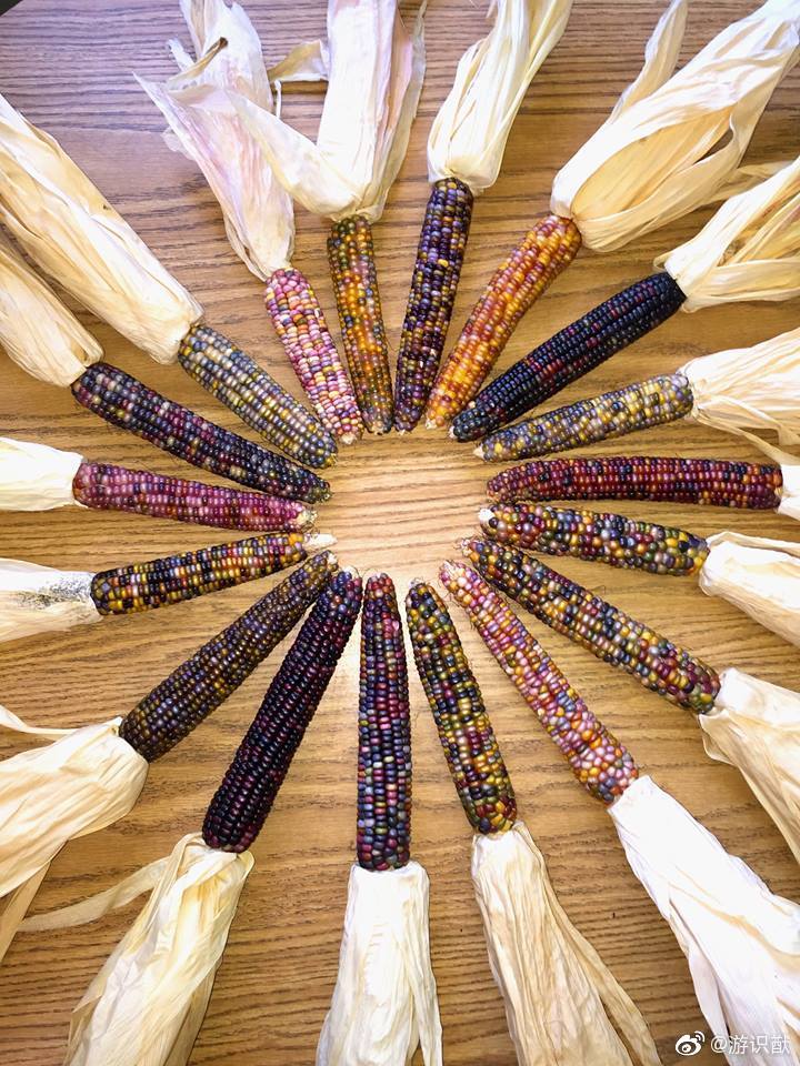 传统育种方式培育出来的"玻璃宝石玉米"(glass gem),由cherokee