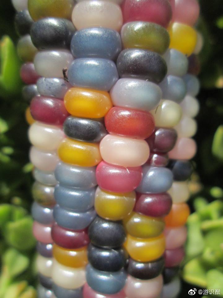传统育种方式培育出来的"玻璃宝石玉米"(glass gem),由cherokee