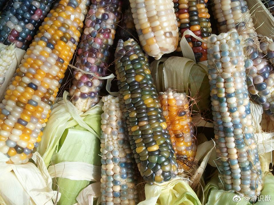 传统育种方式培育出来的"玻璃宝石玉米"(glass gem),由cherokee