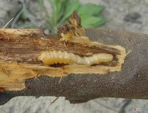 农村给这种虫子叫锯木郎, 看到后一定不要放过它