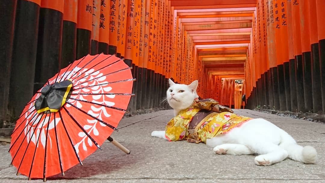 京都猫猫寺的小雪住持 穿着袈裟真的太萌太萌啦 Ins Nekojizo