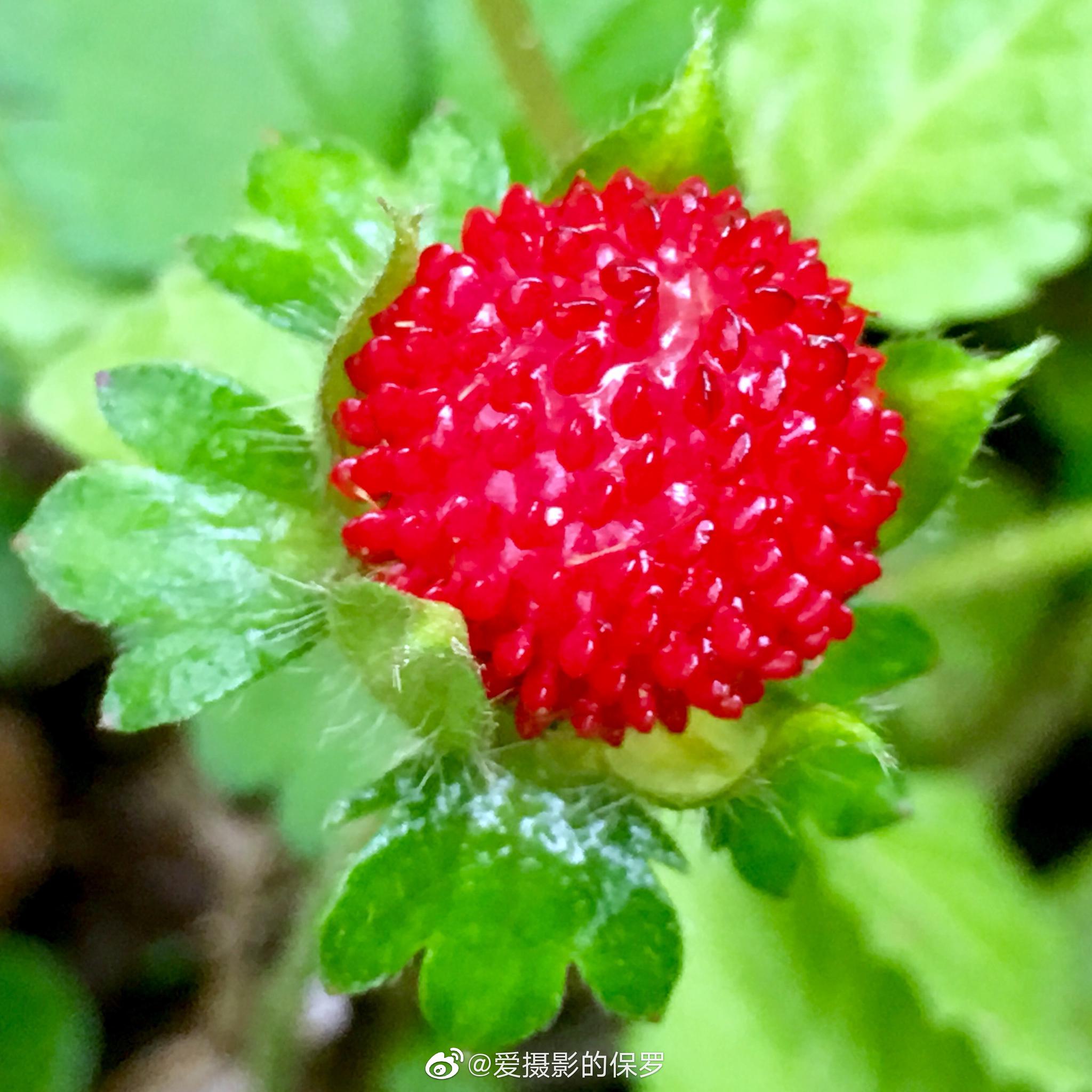 蛇莓蔷薇科多年生草本植物花期410月