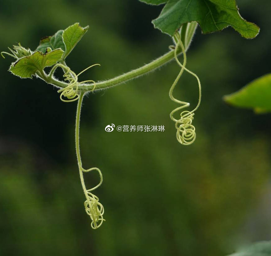 立秋女性多吃丝瓜|丝瓜|丝瓜藤|汁液_新浪新闻