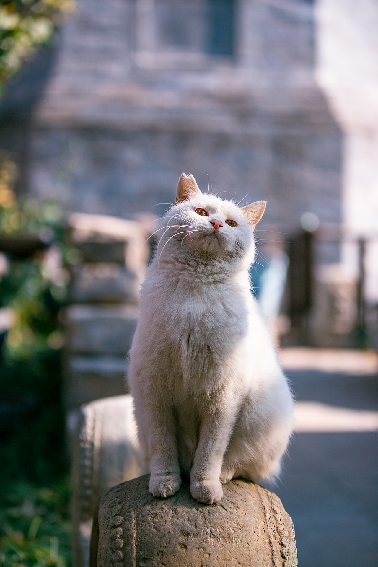 自由可爱的京城小胖白拍自正阳书局