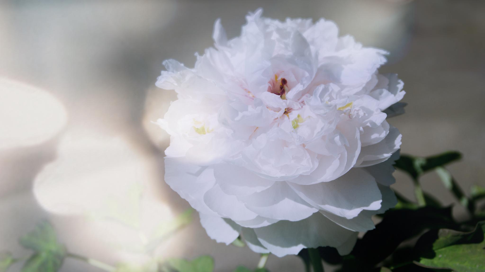 昨天去故宫看了慈宁宫牡丹展,大部分花花都被晒蔫了