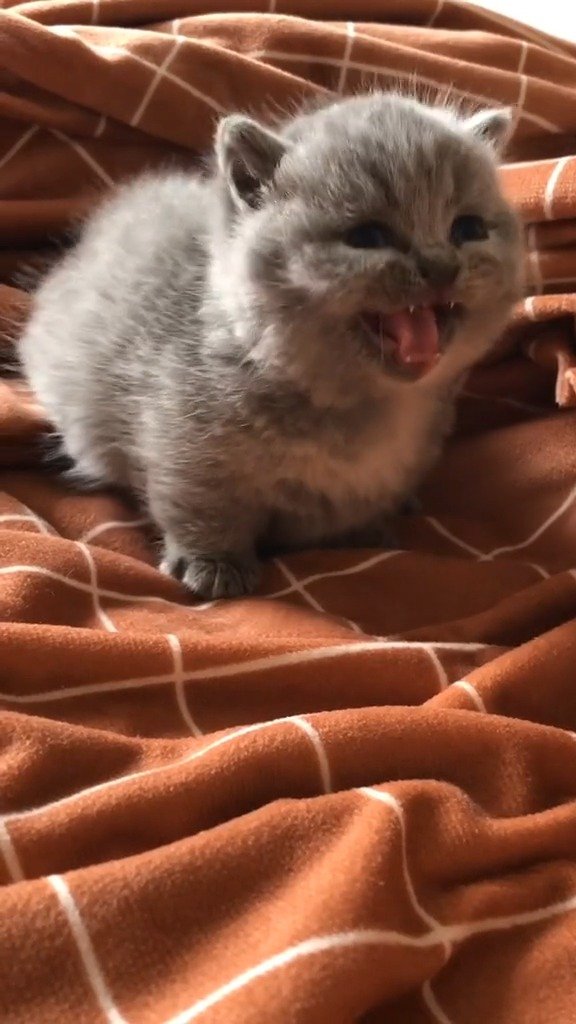 看偶的恶龙咆哮~啊呜