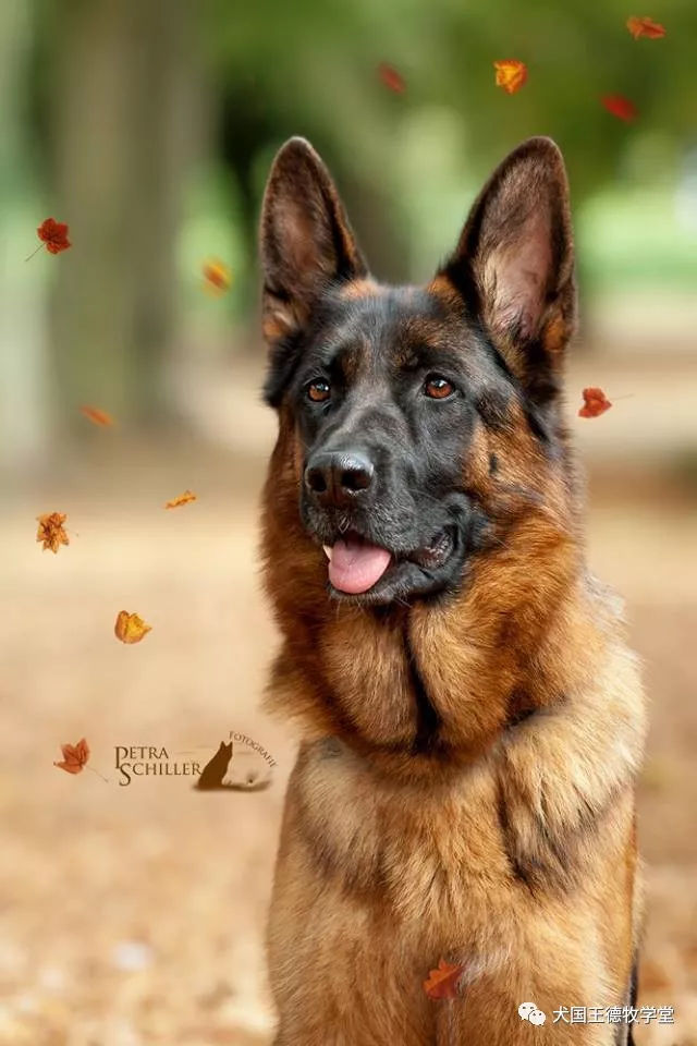 德牧艺术生活原来可以这么美