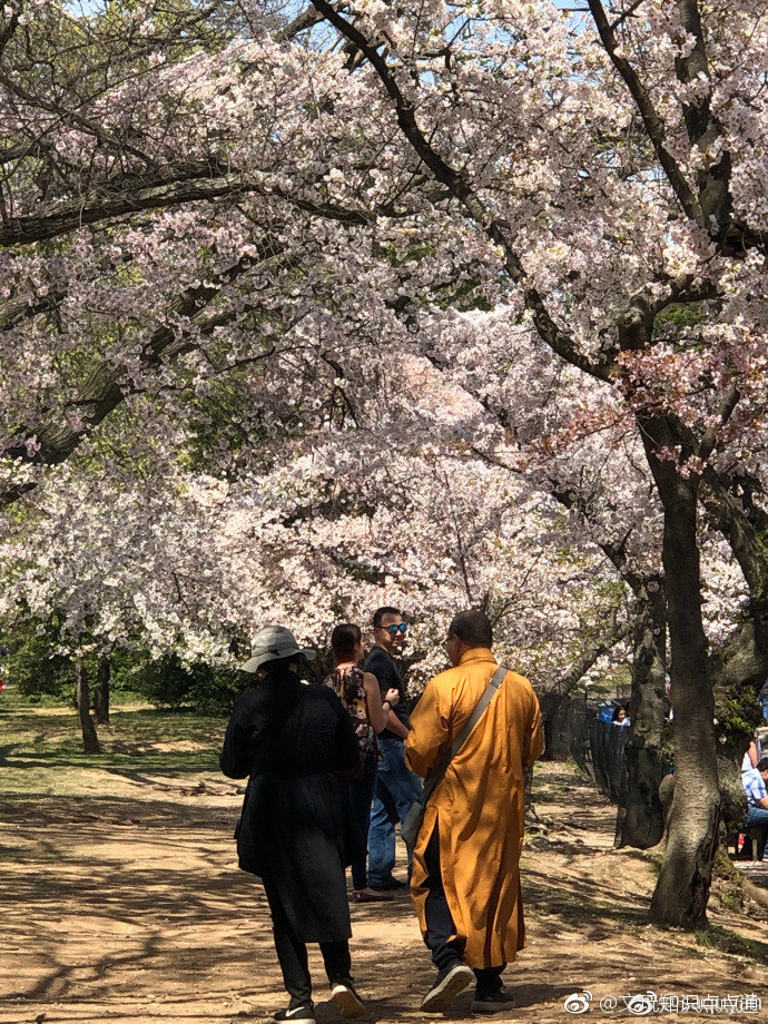 美国华盛顿DC樱花节······上出现了一位推销手串的假和尚跨国营销啊|假和尚|樱花节|手串_新浪新闻