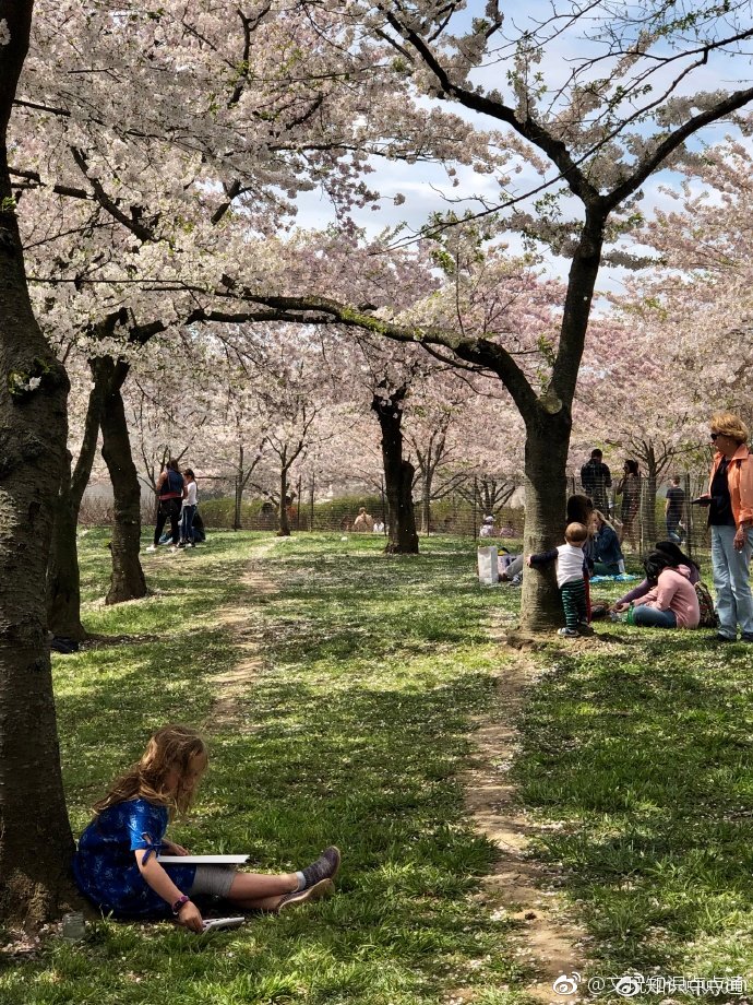 美国华盛顿DC樱花节······上出现了一位推销手串的假和尚跨国营销啊|假和尚|樱花节|手串_新浪新闻
