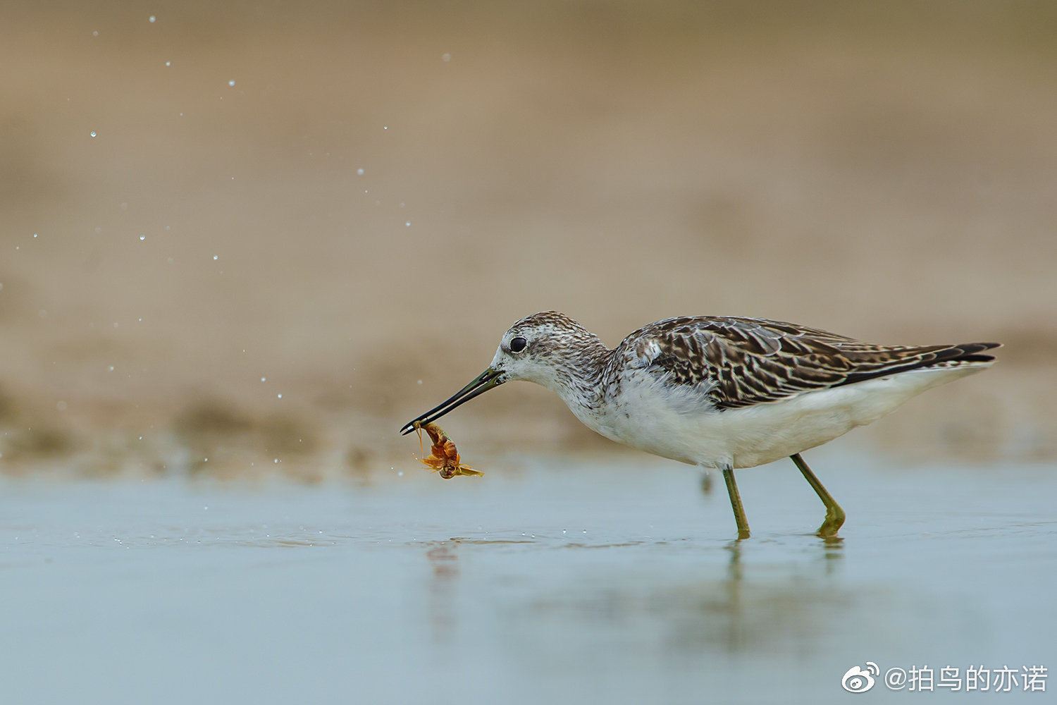 秋季迁徙时节我在北京野鸭湖拍到过30多种鸻鹬类鸟