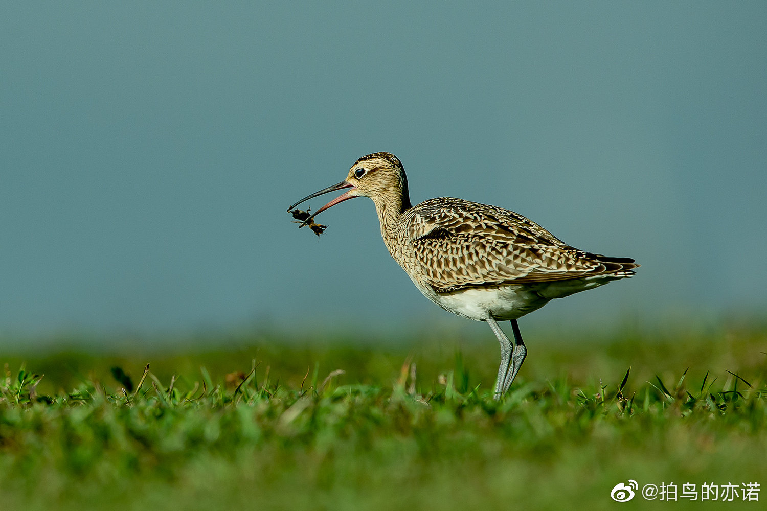 秋季迁徙时节我在北京野鸭湖拍到过30多种鸻鹬类鸟