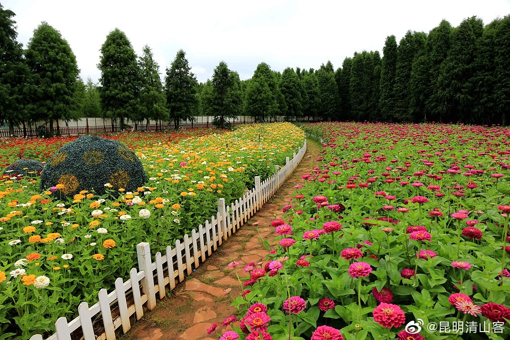 昆明捞鱼河湿地公园的百日菊花海@中国图库冯飞燕 @镜界 @内拉在路上