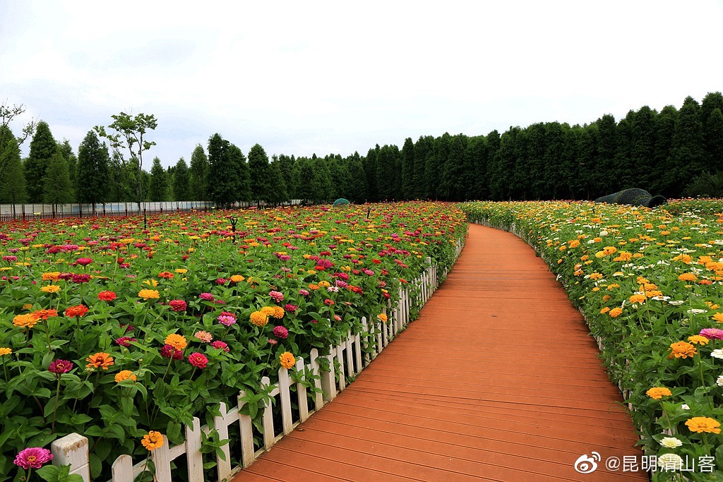 昆明捞鱼河湿地公园的百日菊花海@中国图库冯飞燕 @镜界 @内拉在路上