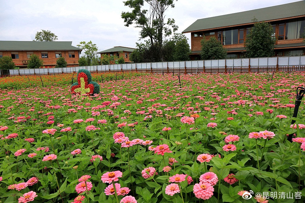昆明捞鱼河湿地公园的百日菊花海@中国图库冯飞燕 @镜界 @内拉在路上