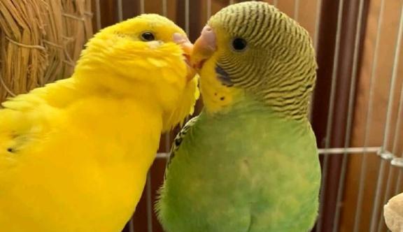 我们能从虎皮鹦鹉的一些动作中看出什么呢?