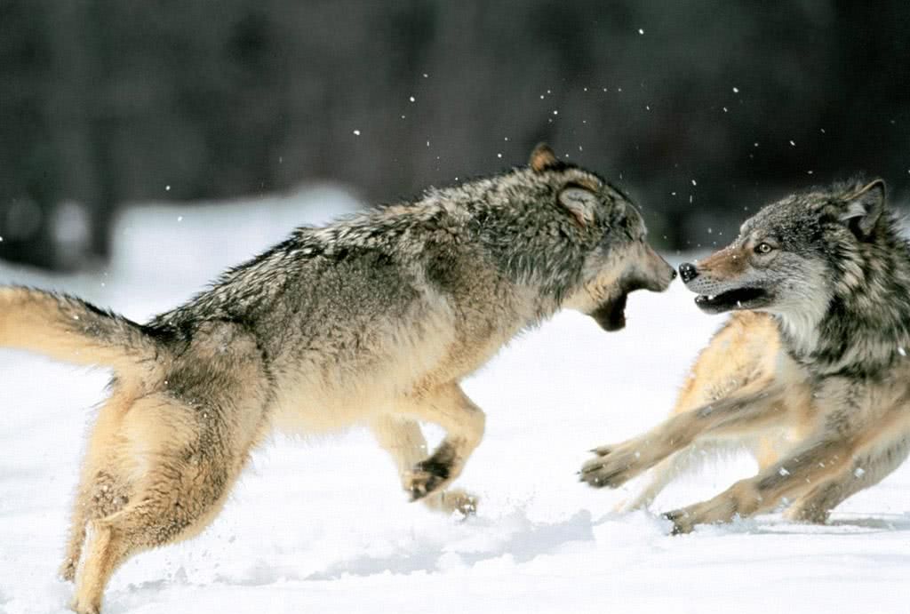 野外碰到孤狼时,采取这五种手段,能提高自己的生存几率