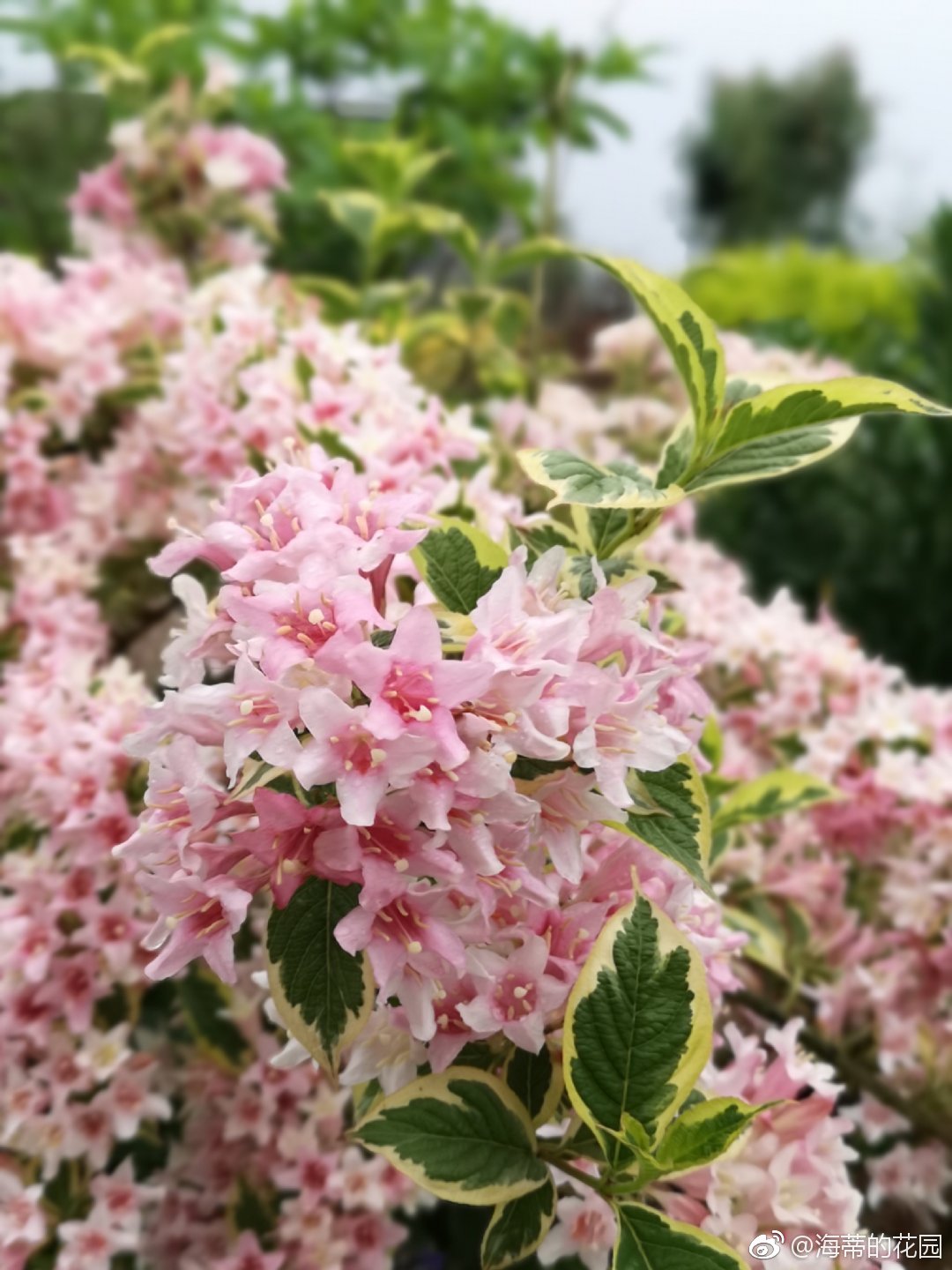 卖不出去只好自己种系列:花叶锦带
