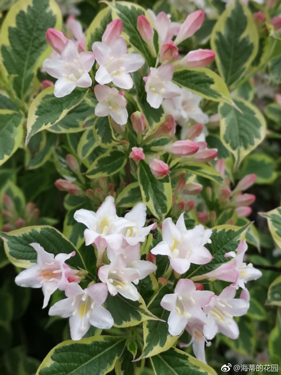 卖不出去只好自己种系列:花叶锦带