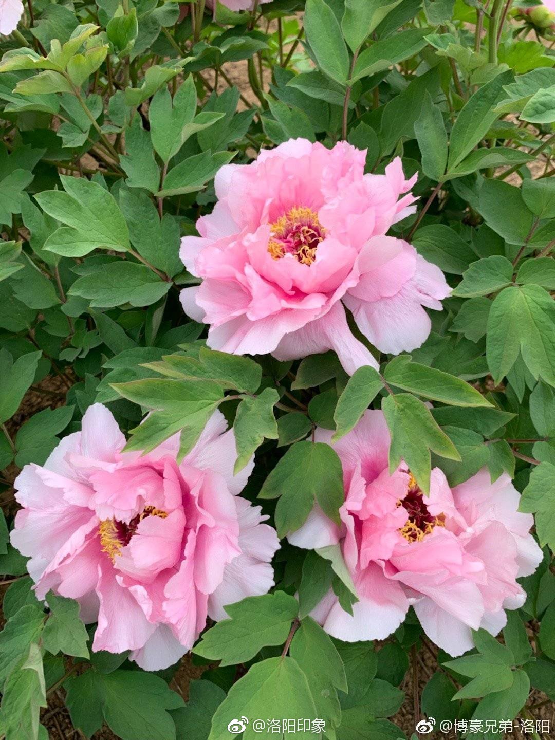 今天天气转好约着看牡丹吧博豪兄弟洛阳