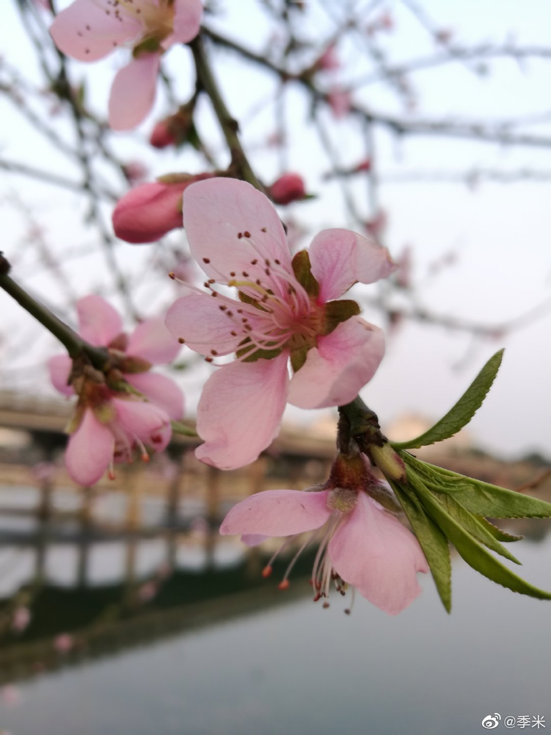 应花期而吹来 二十四番花信风的意思详解 转帖