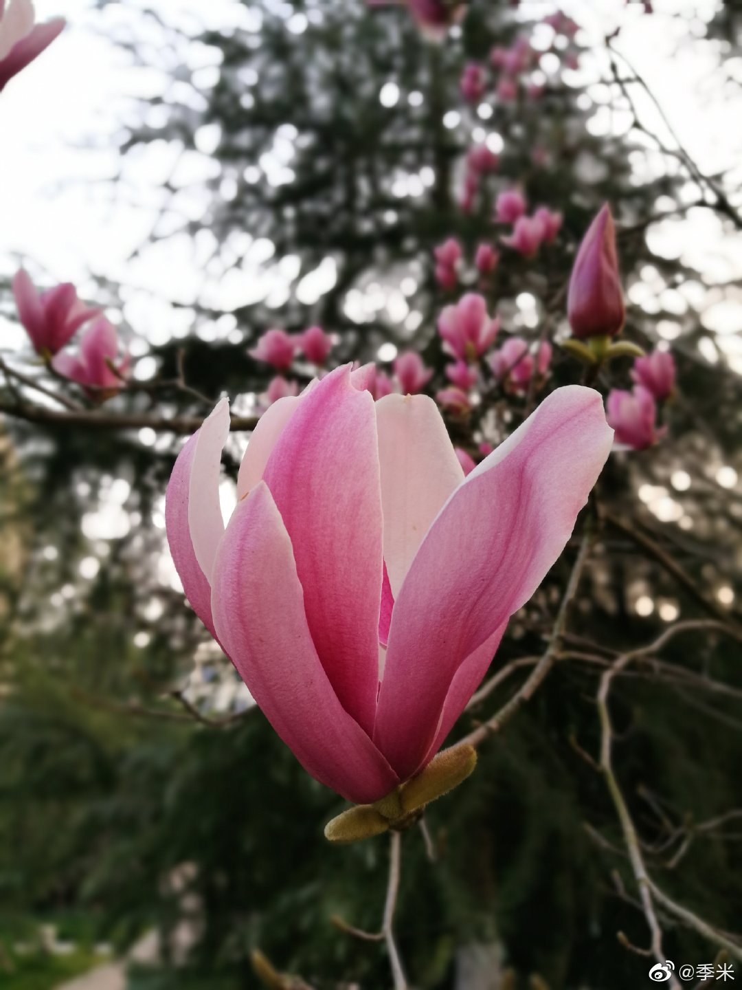 应花期而吹来 二十四番花信风的意思详解 转帖