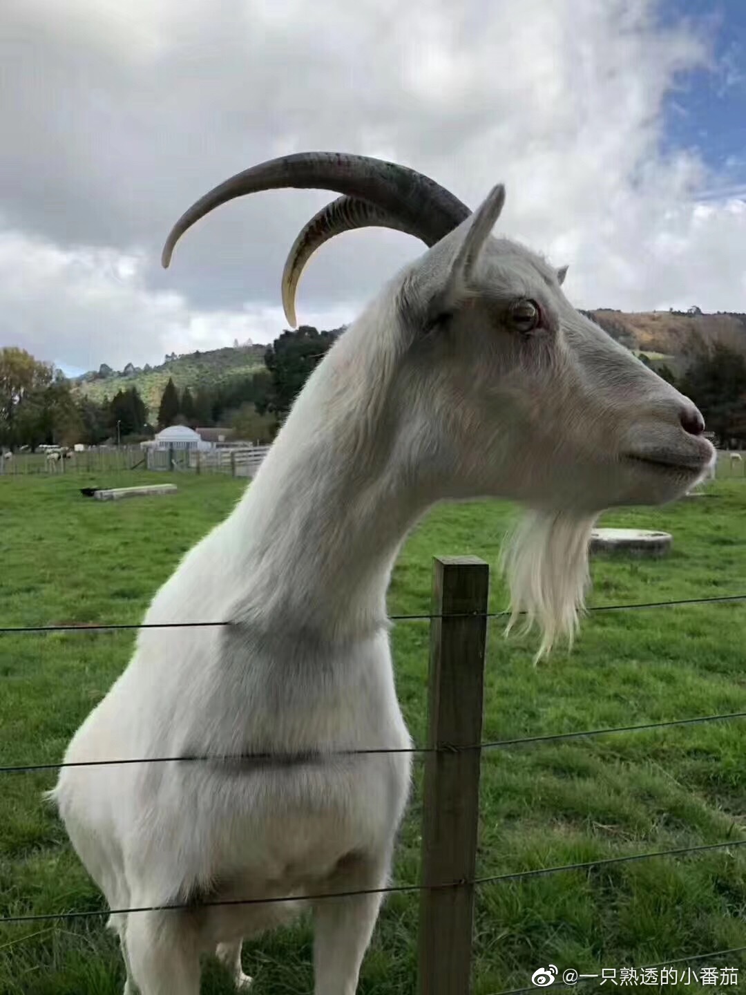 想去新西兰玩羊