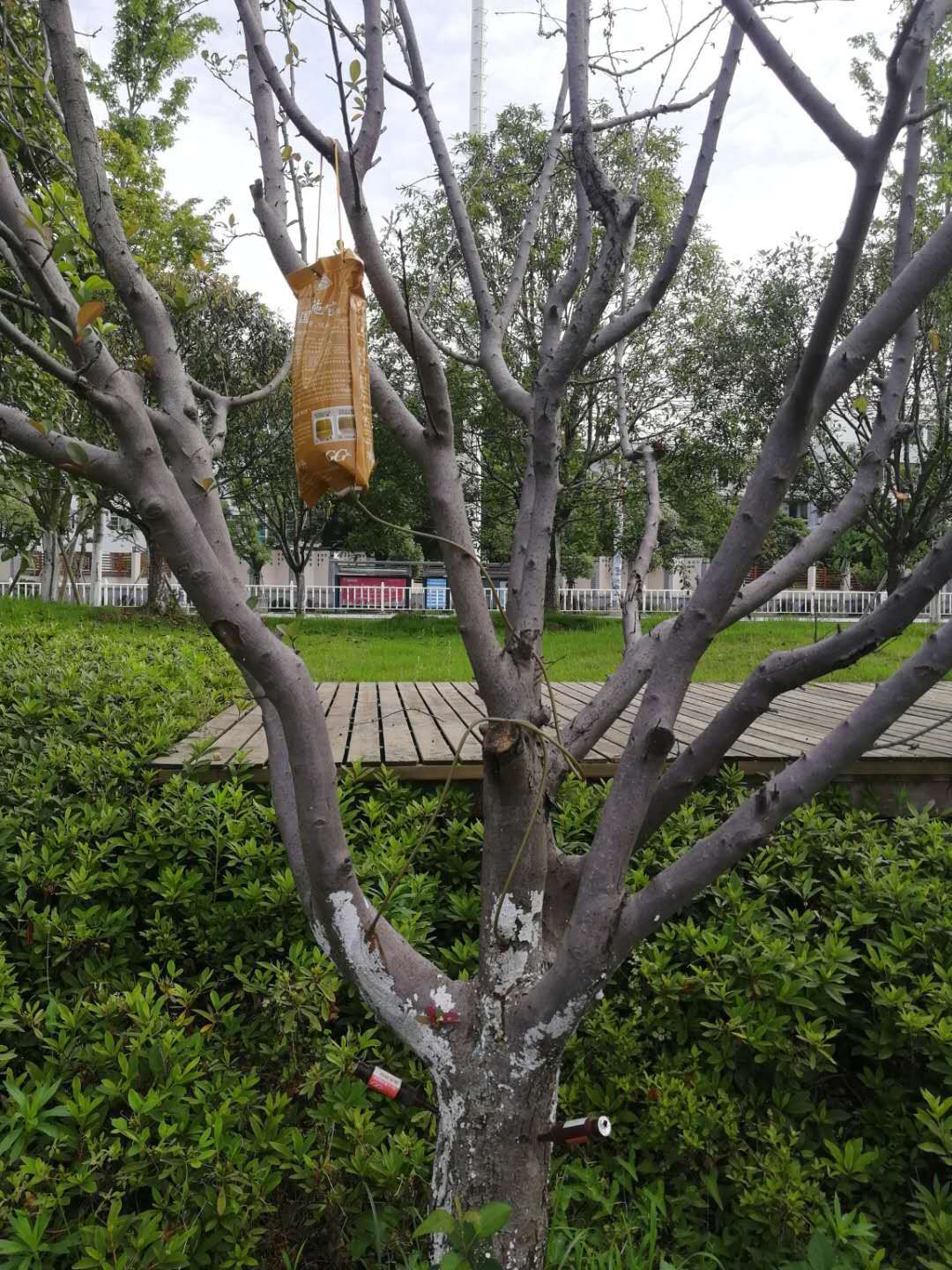 厂家直销植物吊针液大树营养液 吊针袋输液袋促生根发芽大树移栽-阿里巴巴