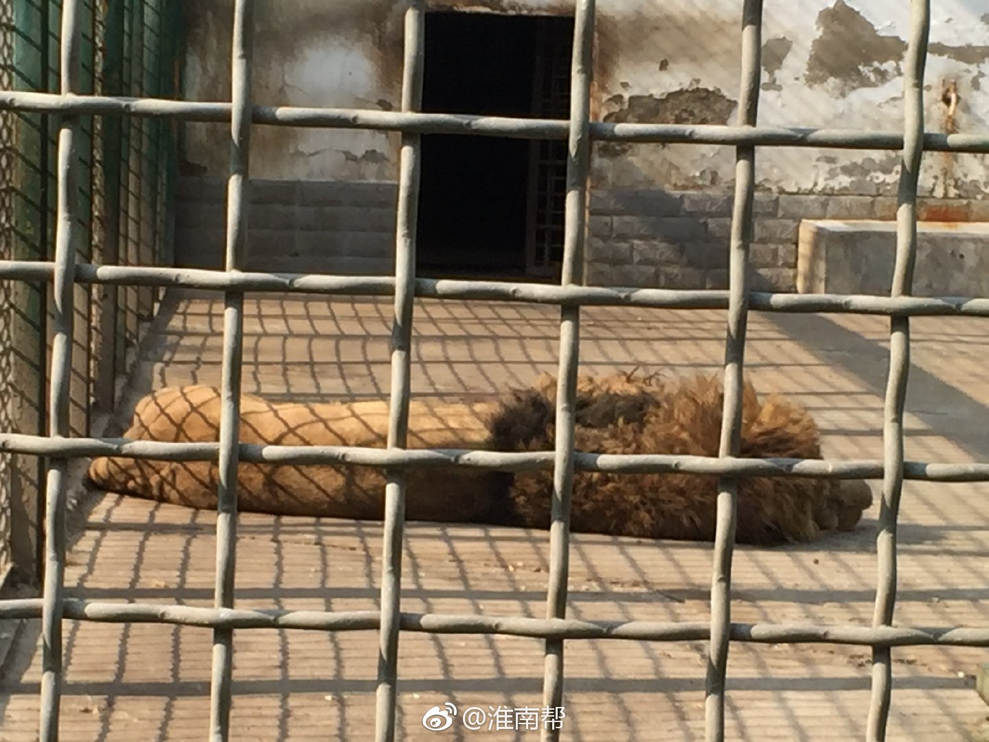 淮南龙湖公园动物园里雄性非洲狮体型看起好像很瘦的样子