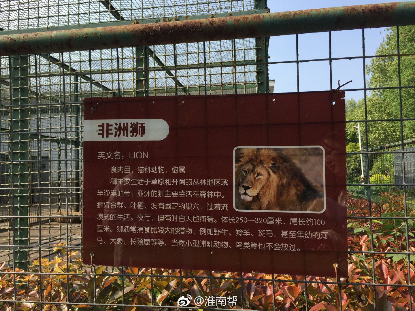 淮南龙湖公园动物园里雄性非洲狮体型看起好像很瘦的样子