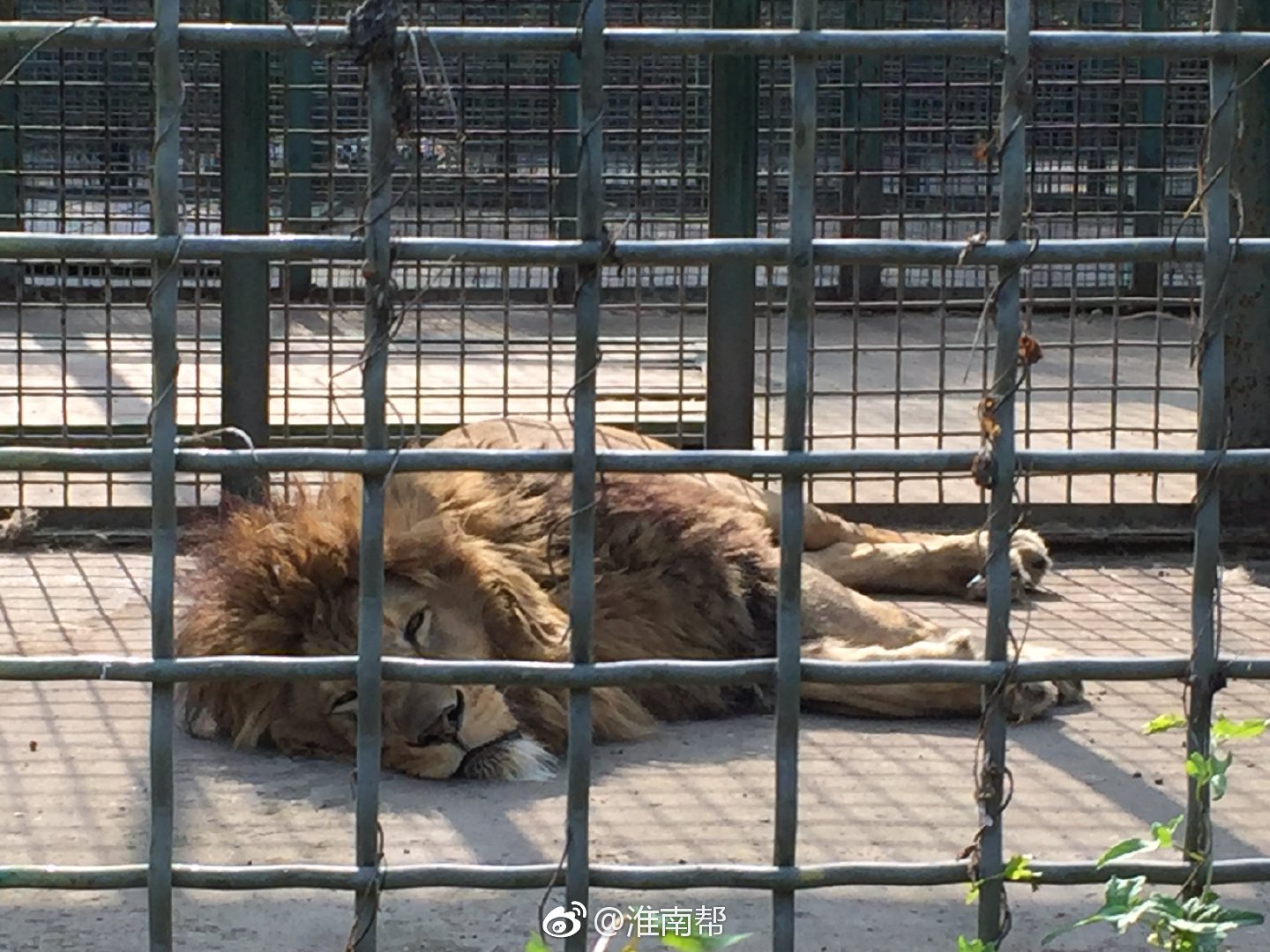 淮南龙湖公园动物园里雄性非洲狮体型看起好像很瘦的样子