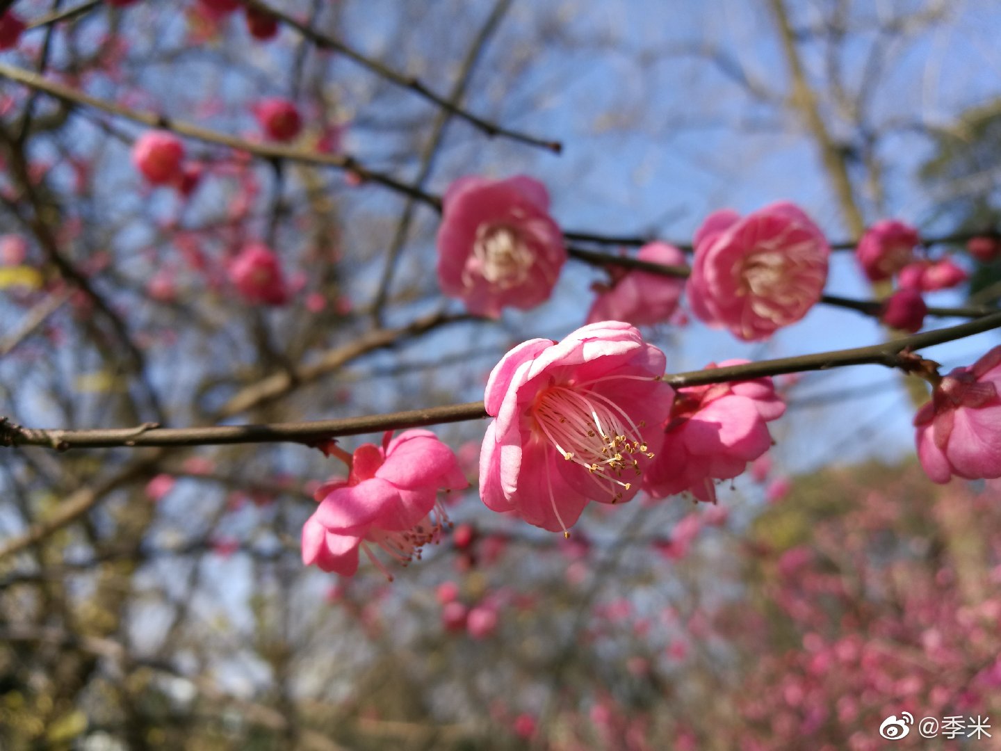 应花期而吹来 二十四番花信风的意思详解 转帖