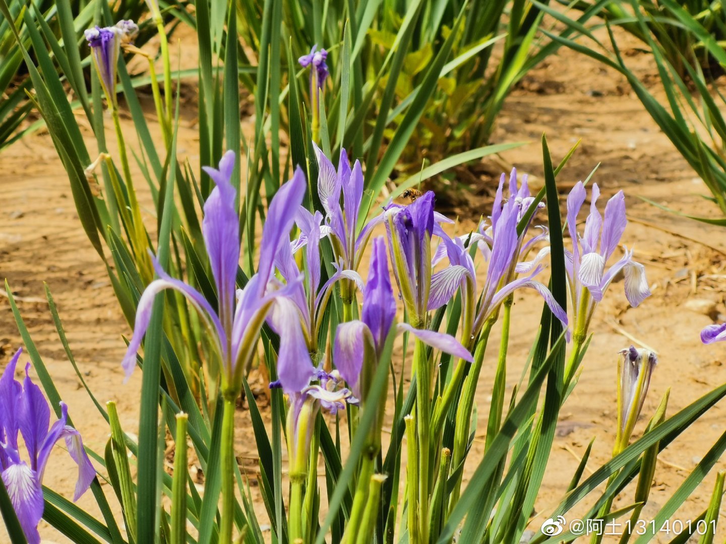 白花马蔺 学名 Iris Lactea Pall 是多年生密丛草本植物