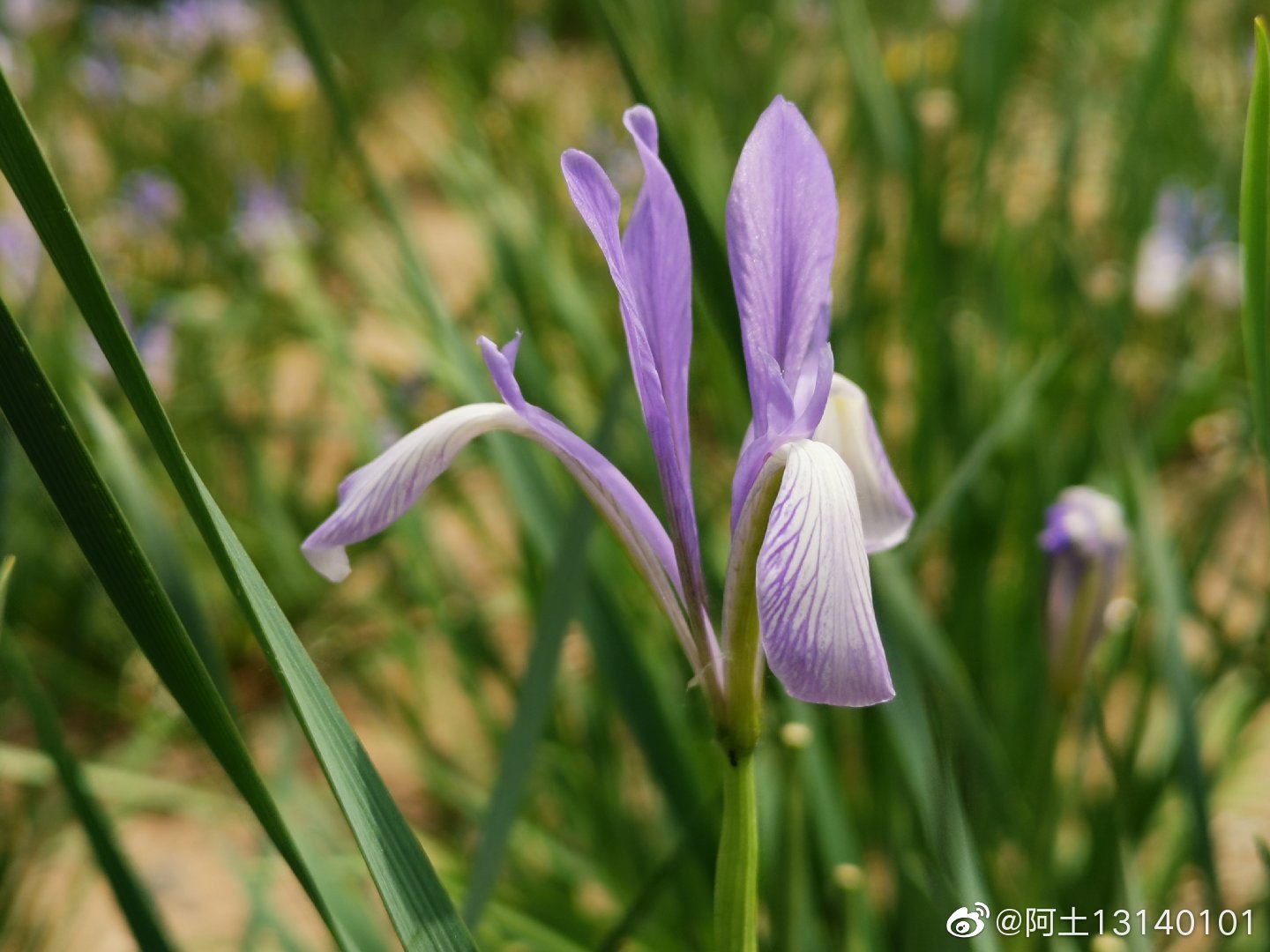 白花马蔺（学名：Iris lactea Pall.）是多年生密丛草本植物|马蔺|叶基生|短喙_新浪新闻