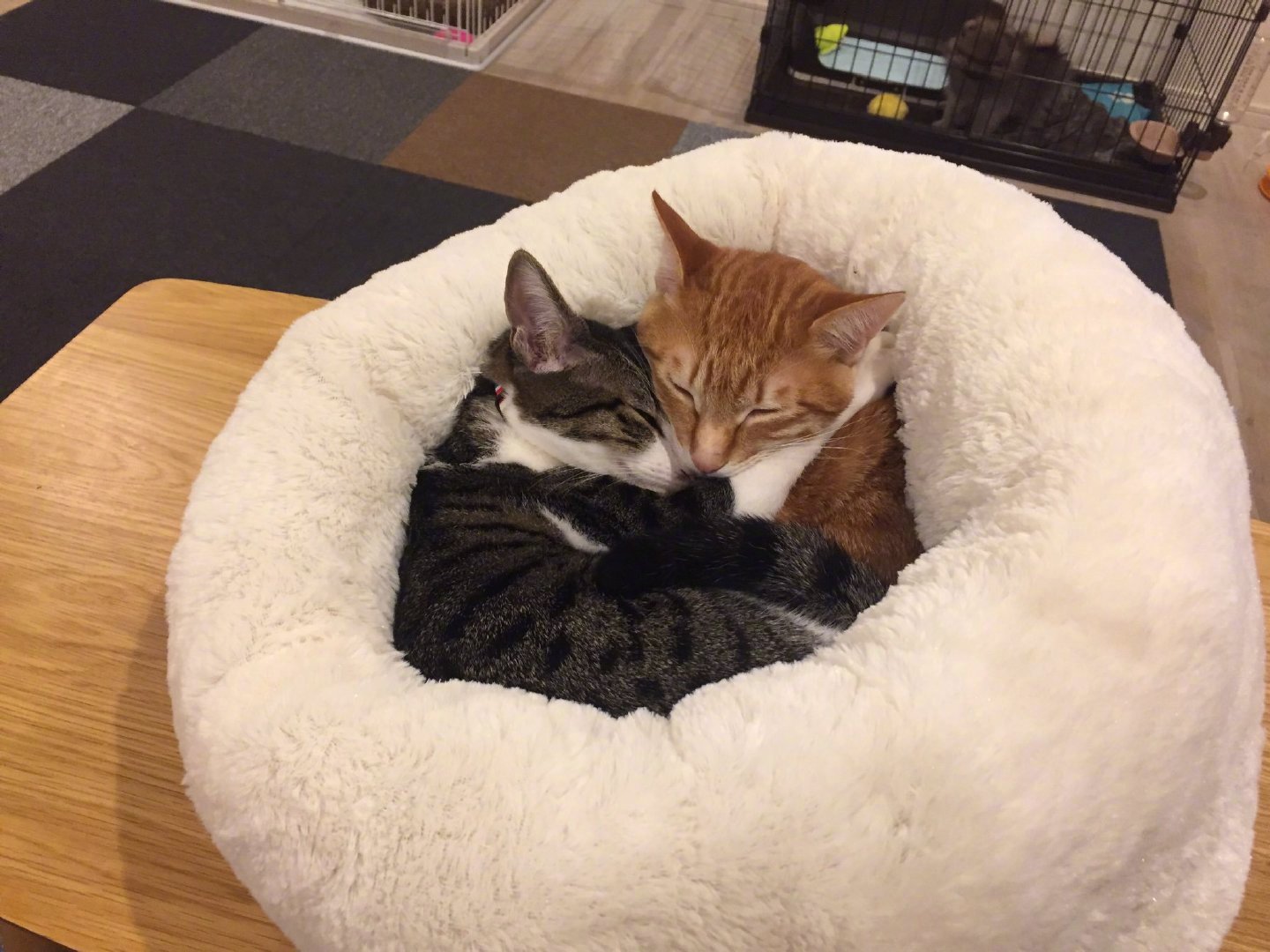 挤在一起才暖和!