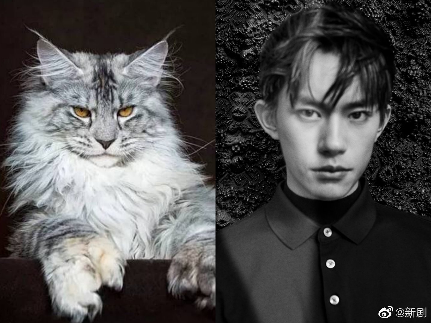猫系男友易烊千玺,什么时候把铁头的照片放出来让我们康康呢