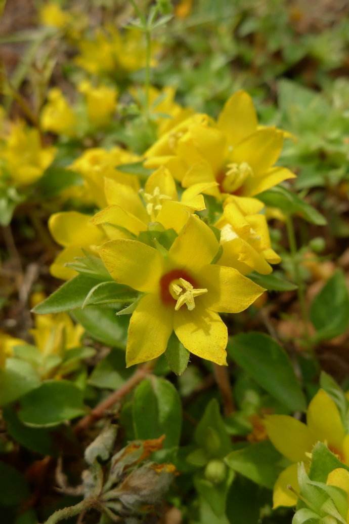 农民叫它过路黄别被它美丽的外表吸引忽略了它的药用价值