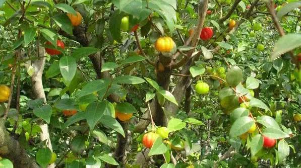 "印度神果"入侵中国,农民看了很头疼,却不知城里卖100一斤